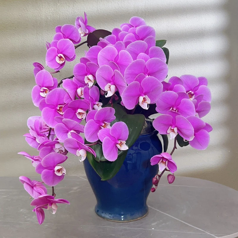 蝴蝶兰【圣利斯】带花带盆组好婚礼伴手礼送礼茶桌客厅美化装饰