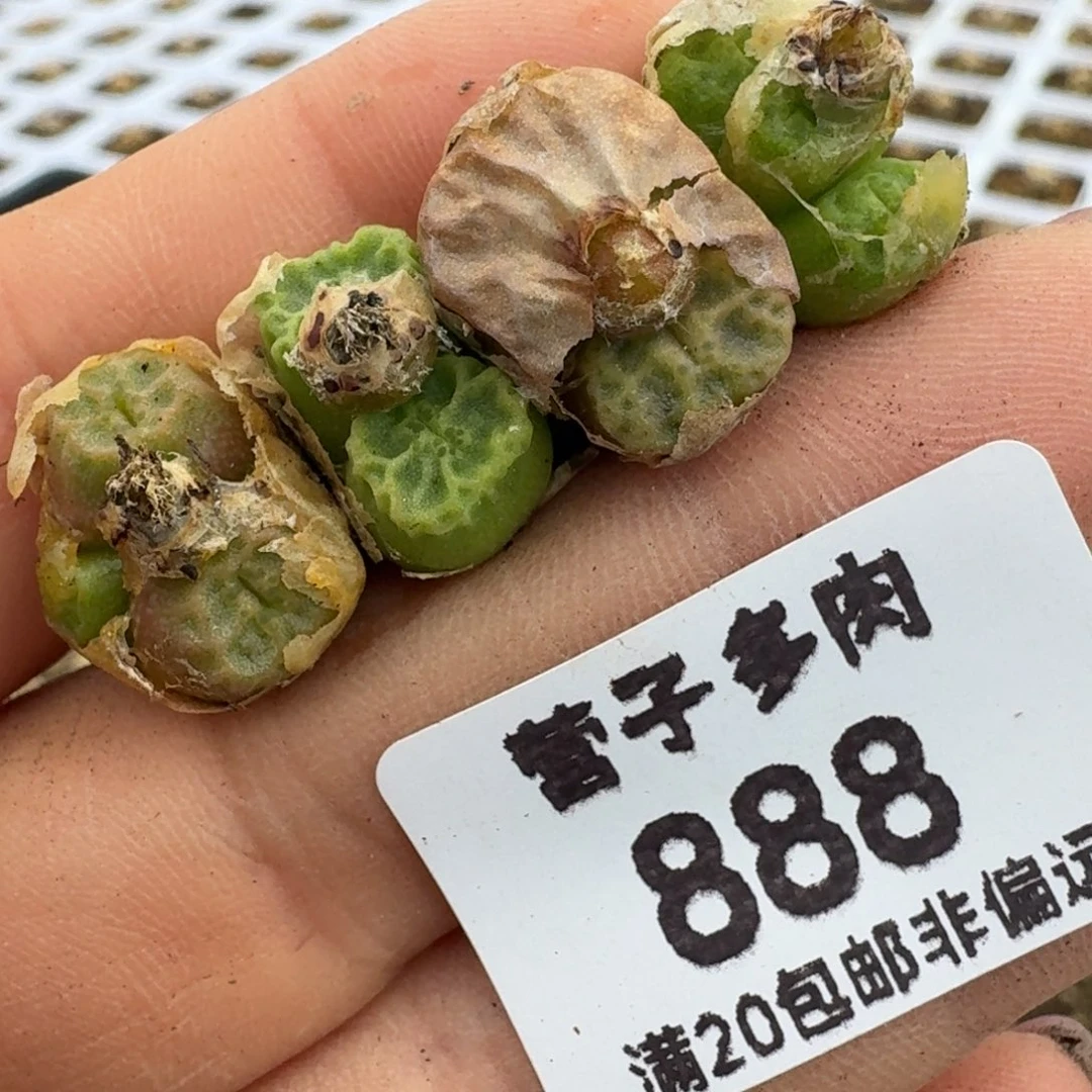 1*~888四颗88888888888888