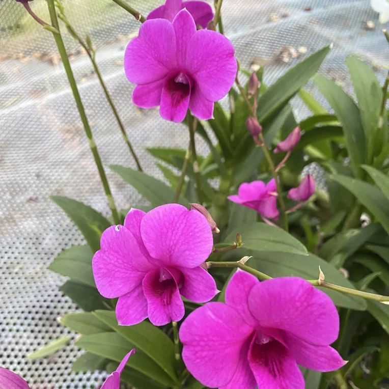 朝阳秋石斛盆栽种植适合客厅阳台好养可养室外花大花期长