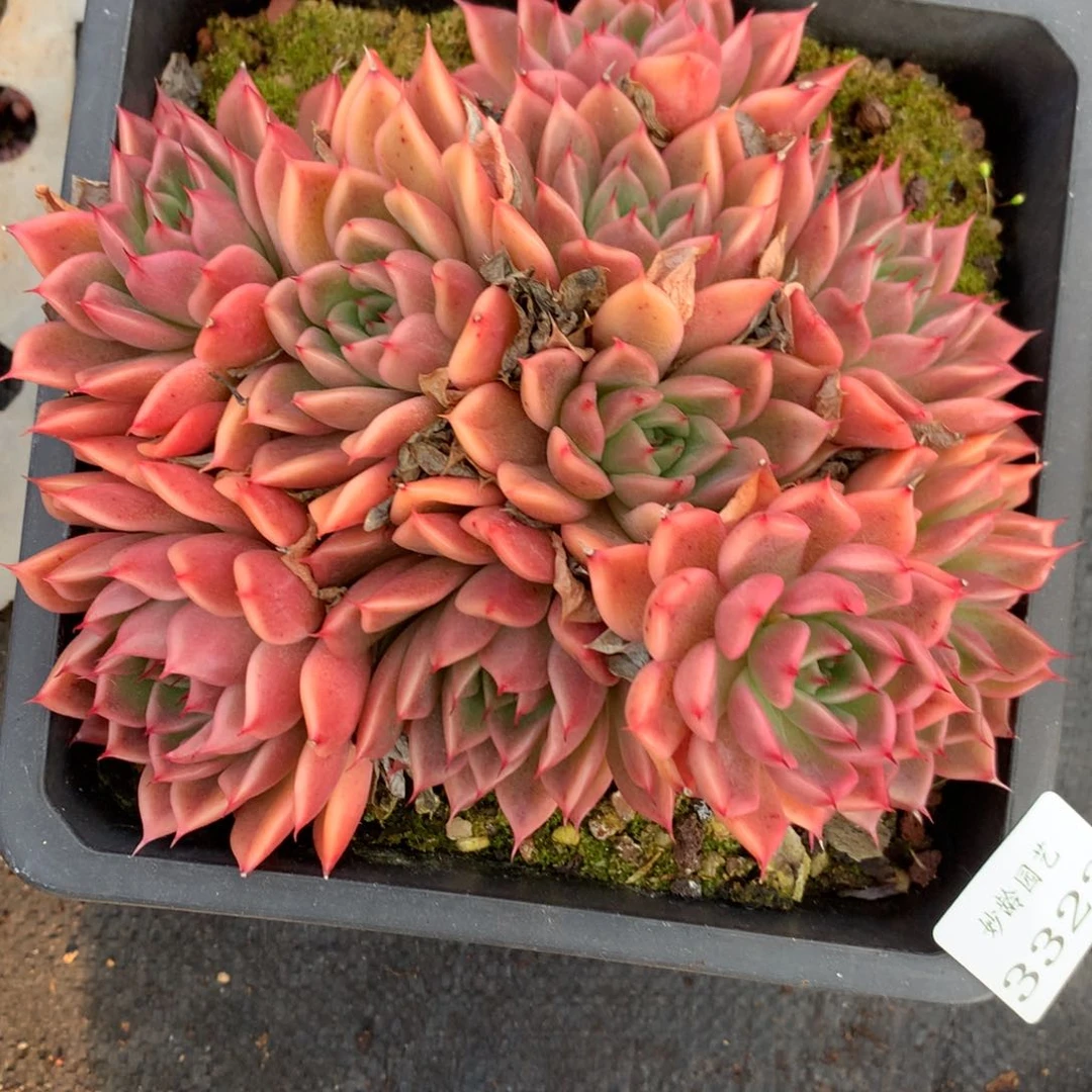 3322杂交精品基地15厘米