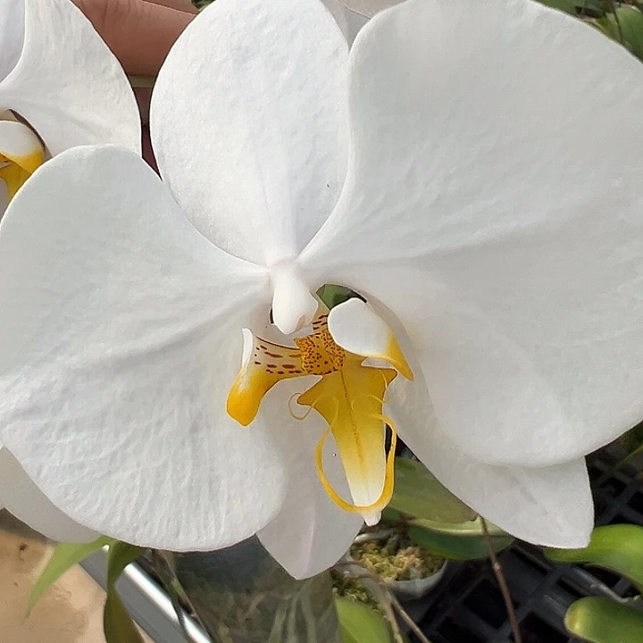 完全开放佳禾新几内亚香阿嬷