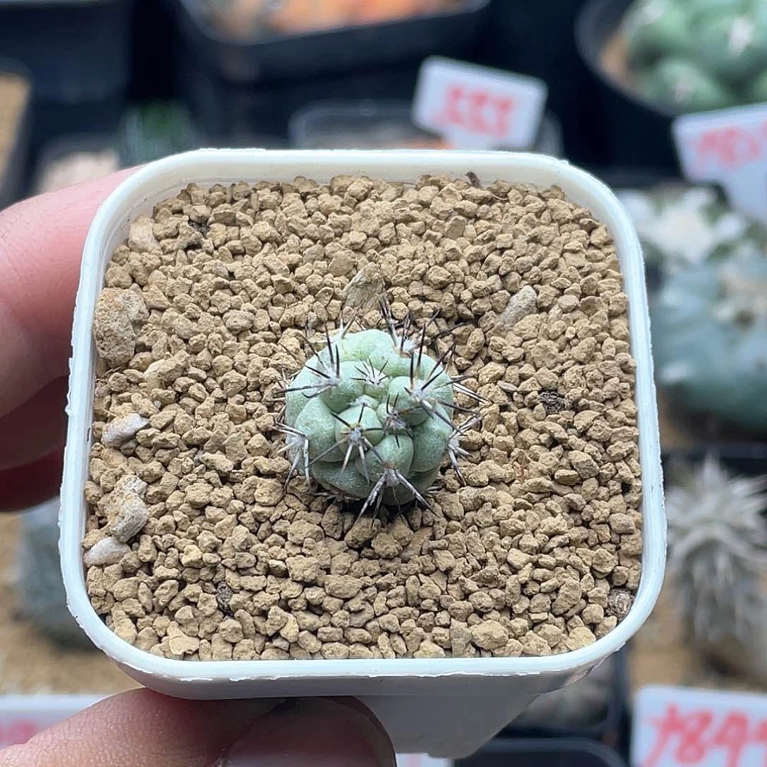 帝王丸仙人球 带盆土