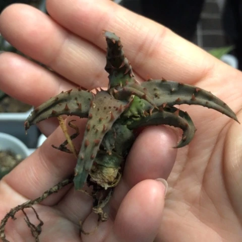 卡莎蒂芦荟哈哈哈哈哈哈哈