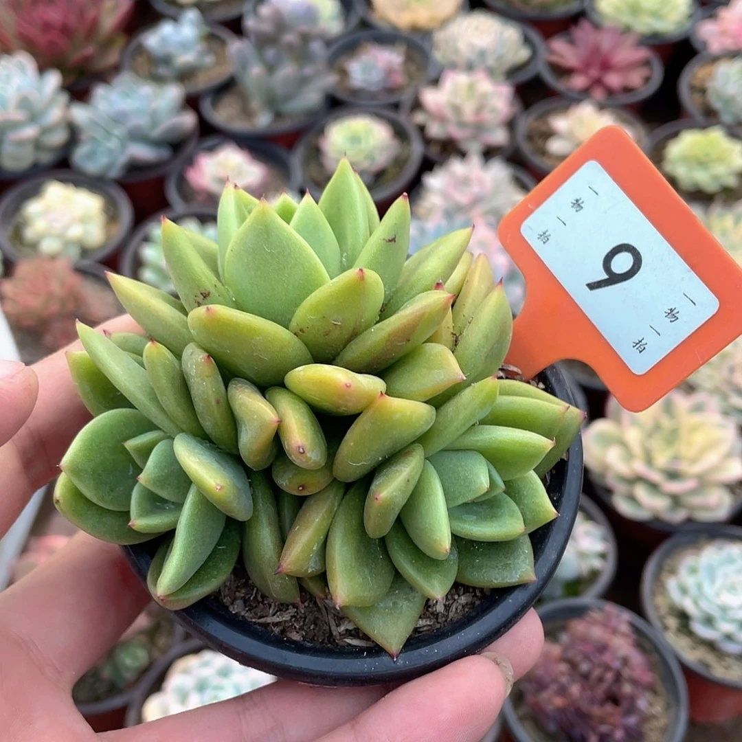 枝***枝9号多肉植物组合盆栽