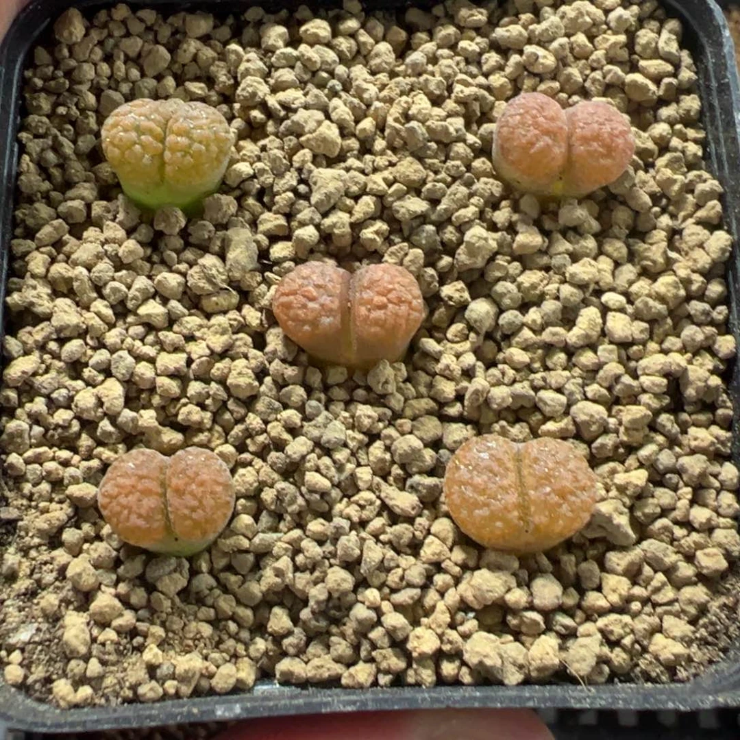 18-155肉锥多肉植物