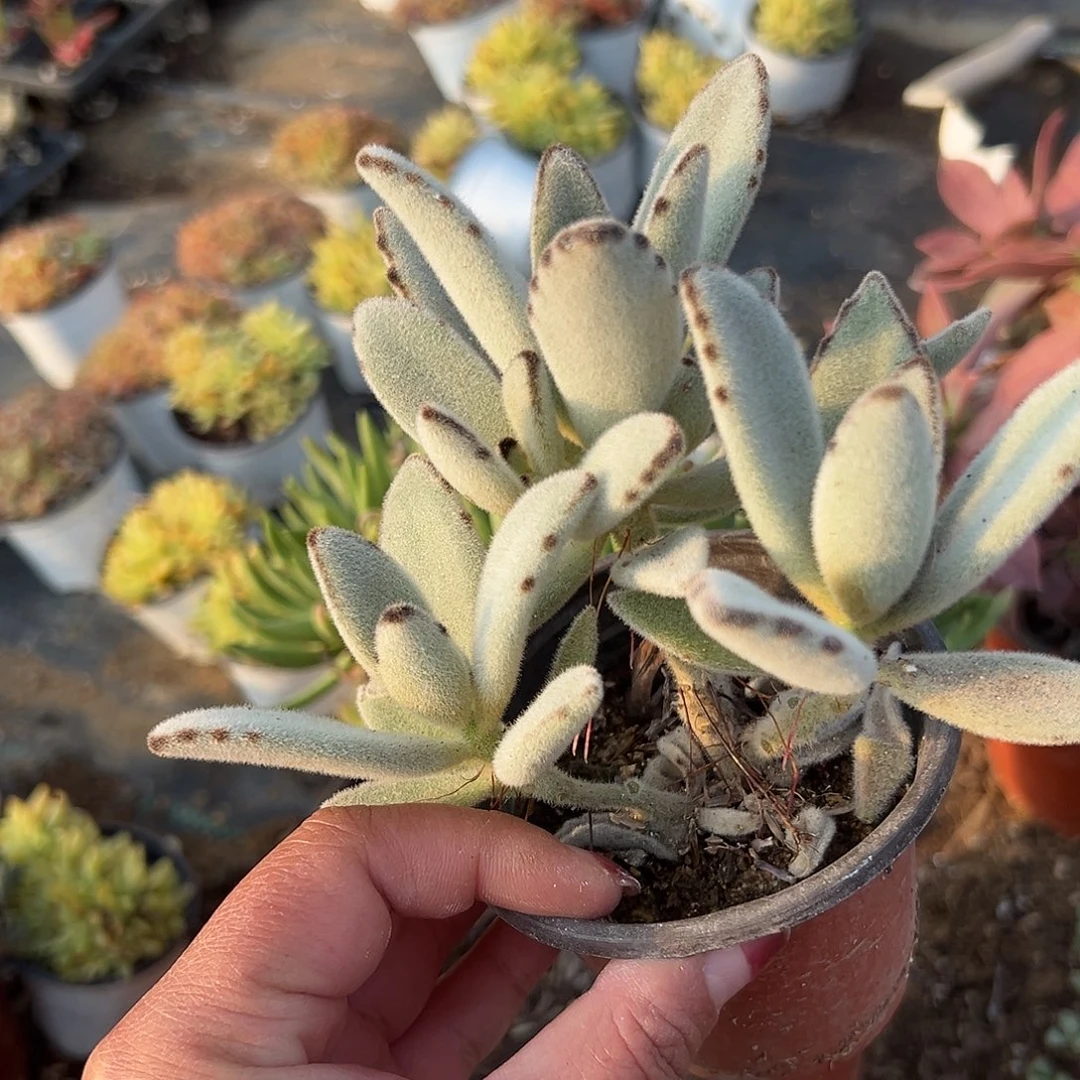 多肉植物雪兔耳群