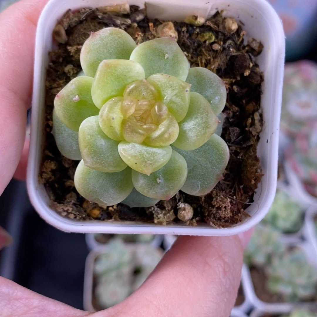无尽灯单头福利23号