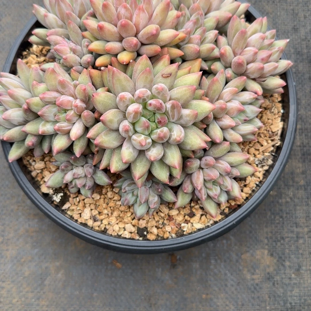 红蜻蜓多肉植物多肉