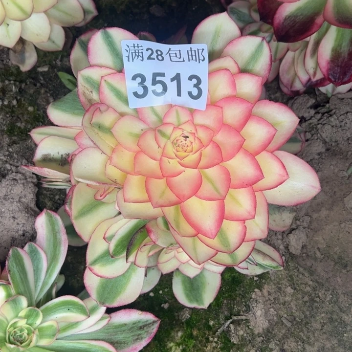 3513南荔枝多肉植物