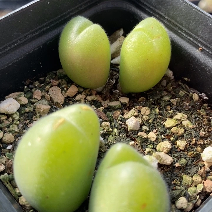 2771长毛毛翠滴一盒