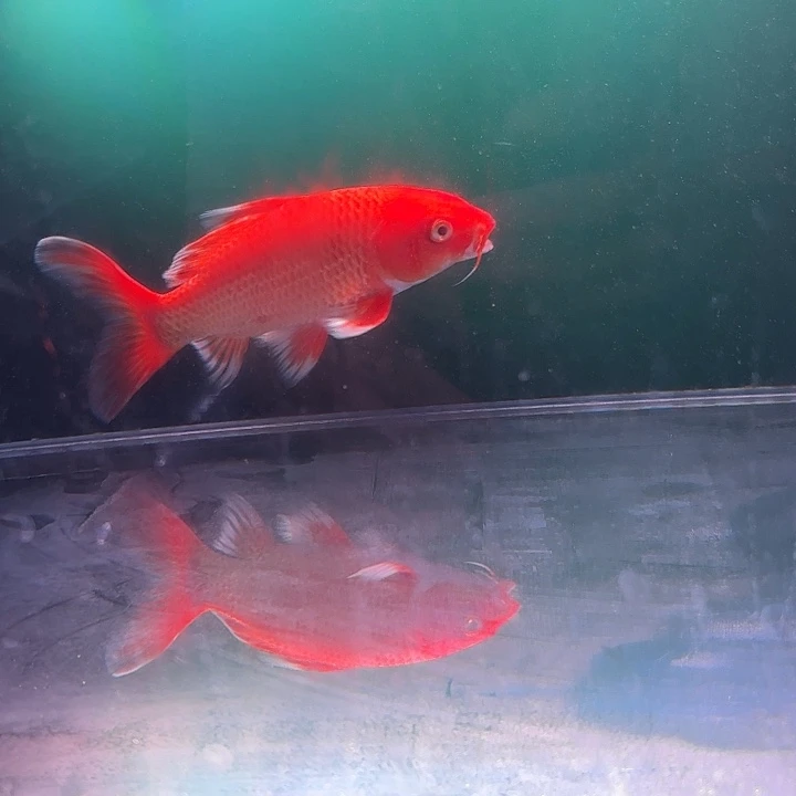 蝴蝶鲤鱼27号蝴蝶鲤