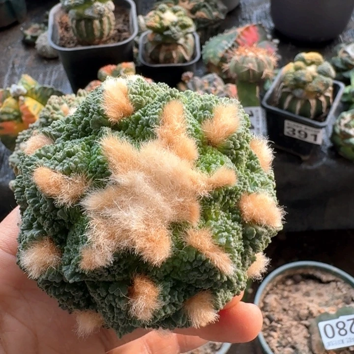 544大菜花牡丹仙人球