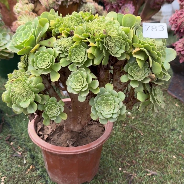 绿玫瑰法师了缀化783