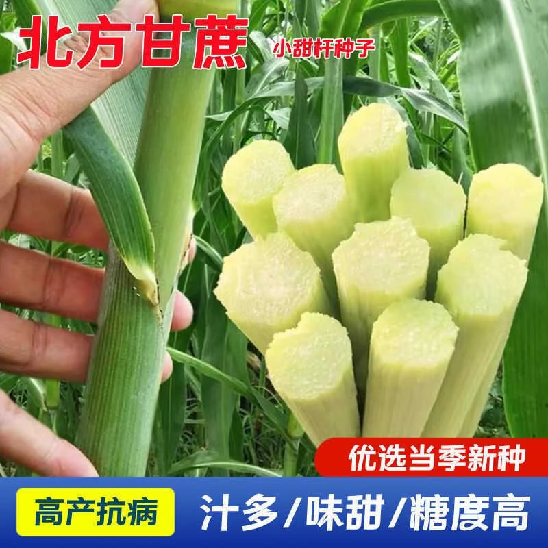 【满5包包邮】超甜甜杆种子春夏秋四季播甘甜多汁水果甜高粱杆籽北