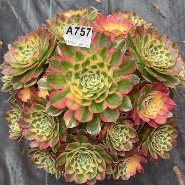 757海鲜30厘米左右