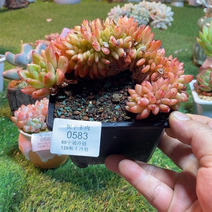 0583啊啊啊啊啊啊啊啊啊啊