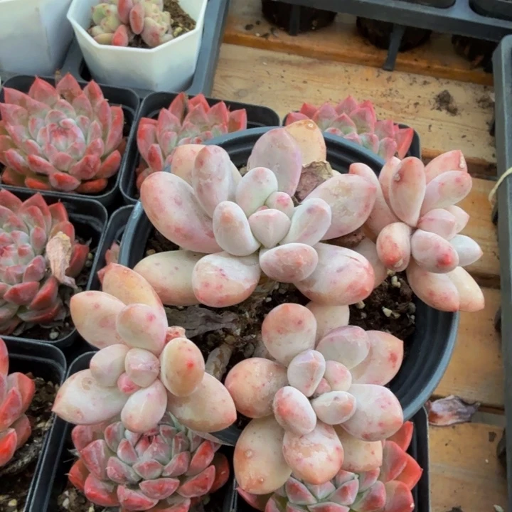 香水群。