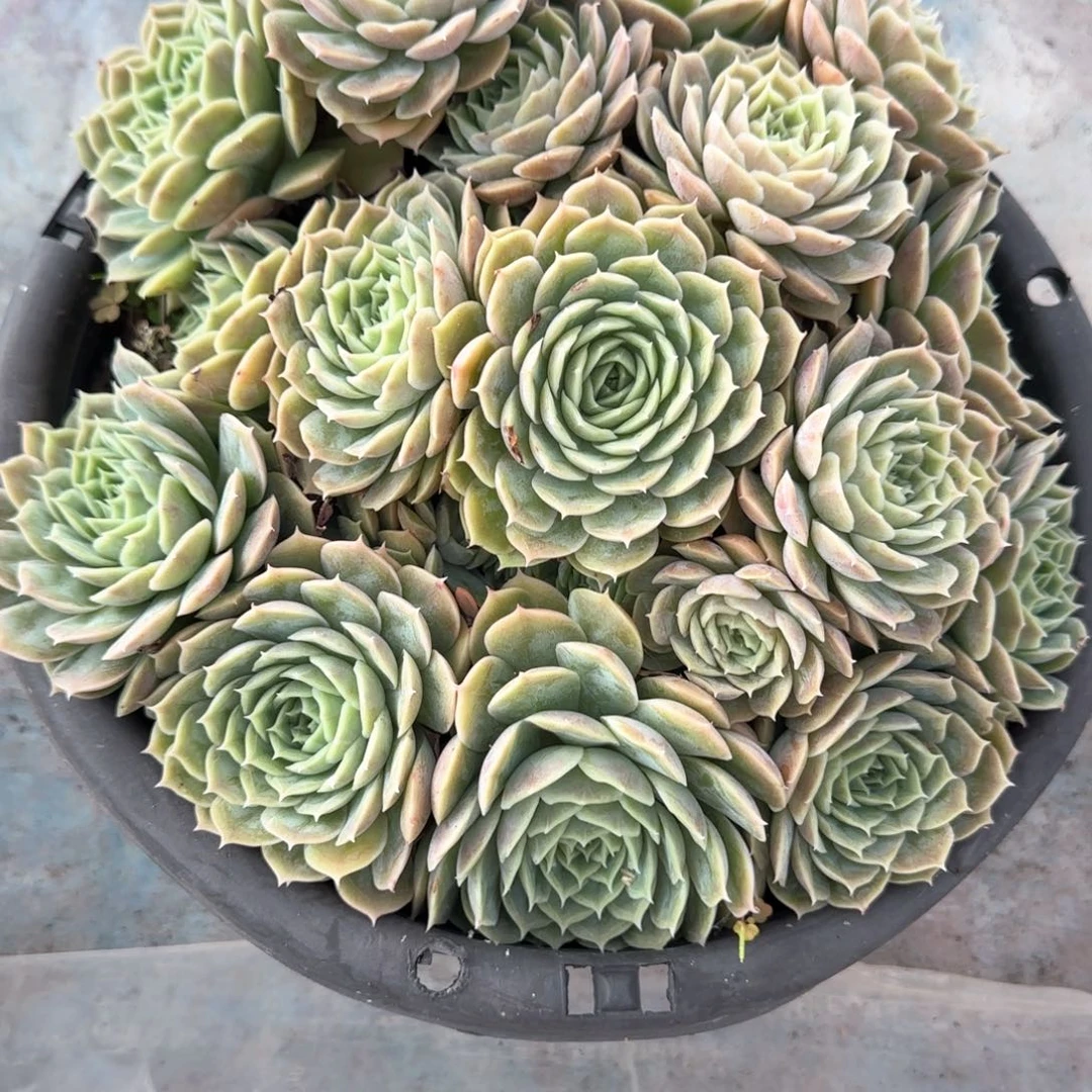 多肉植物多肉植物
