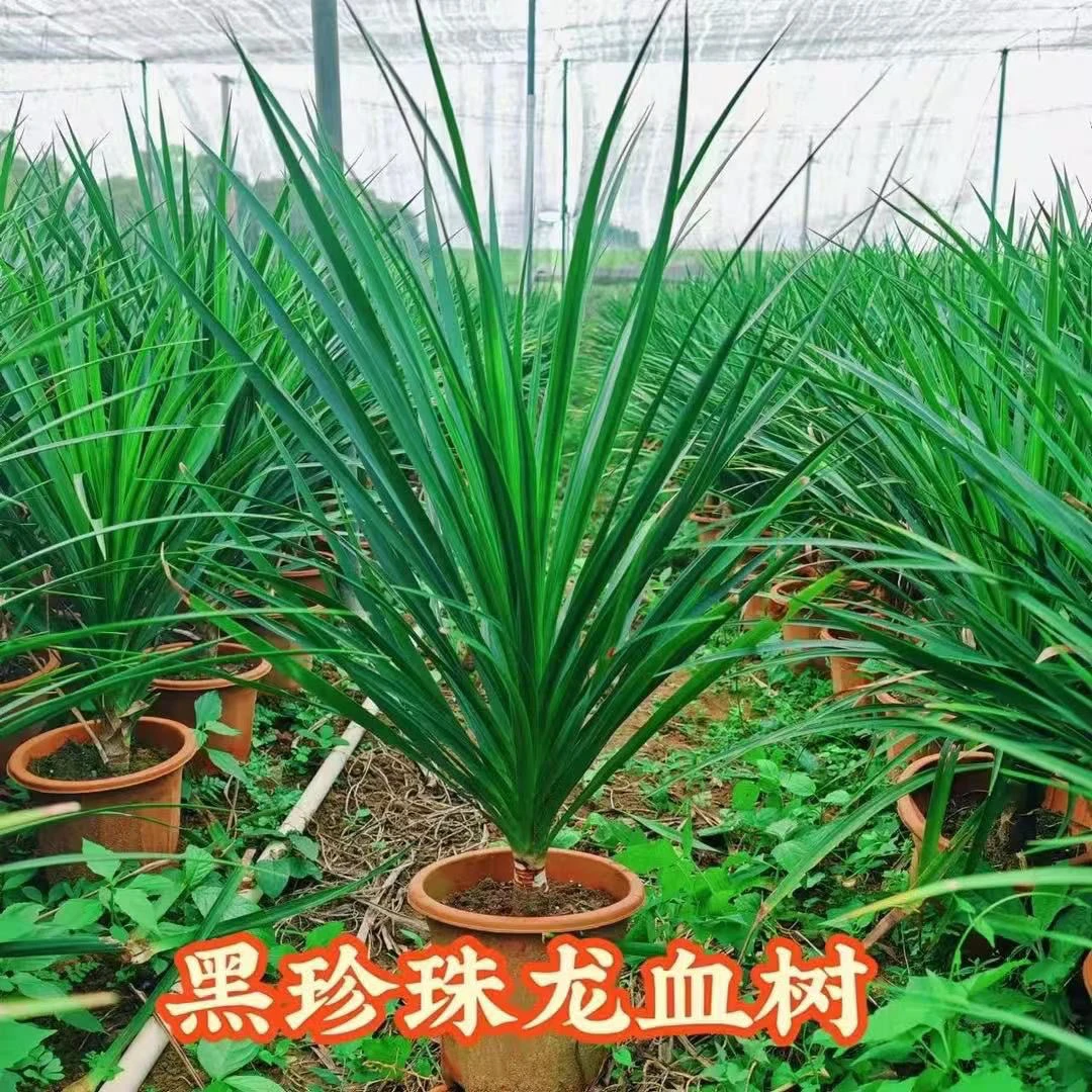 龙须树黑珍珠 室内盆栽客厅绿植净化空气四季常青