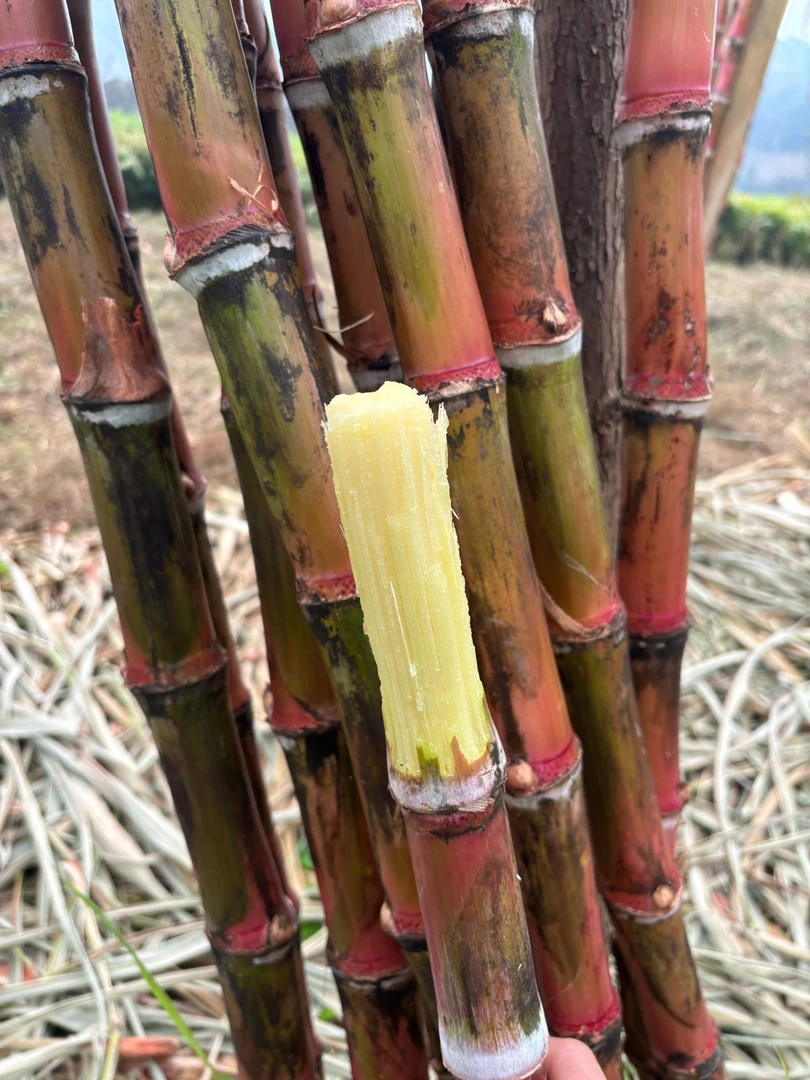 （普选装）云南老品种红皮甘蔗现砍现发清甜多汁当季新鲜水果