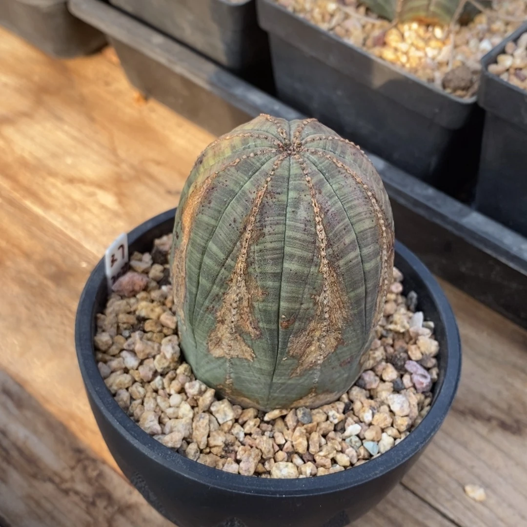 10 欧系实生布纹球多肉植物