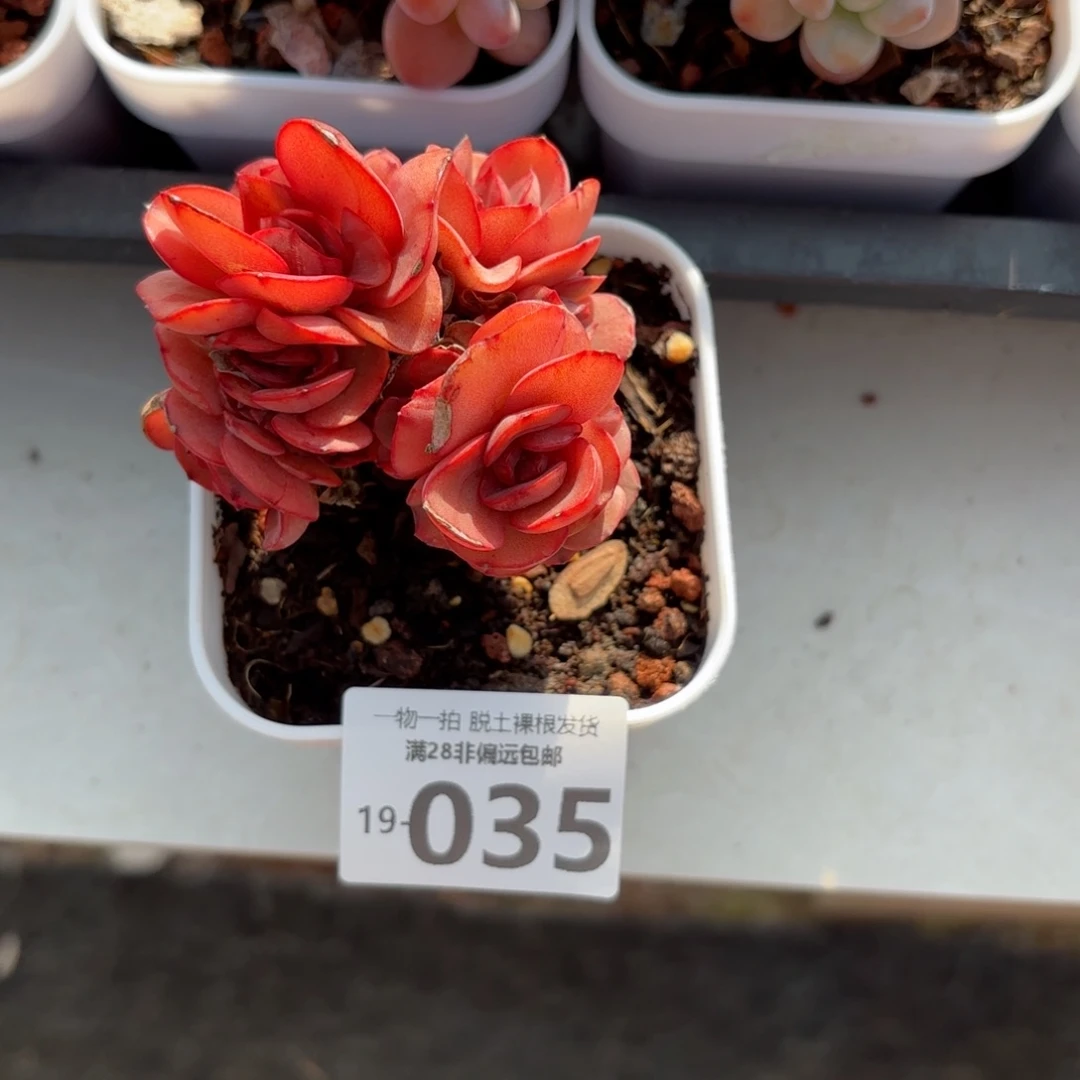 秀妍群老桩多肉多肉