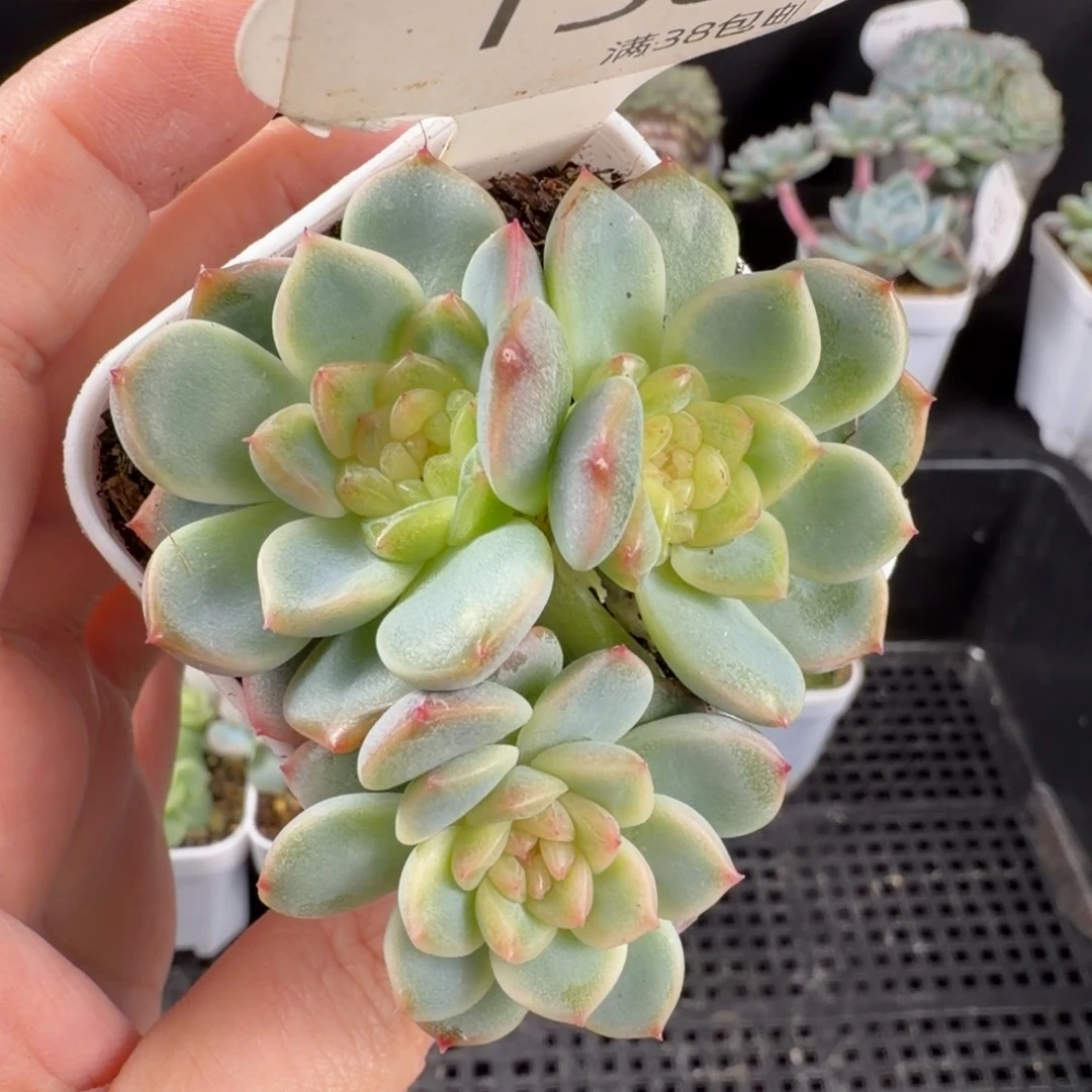 甜心三头群138号一颗