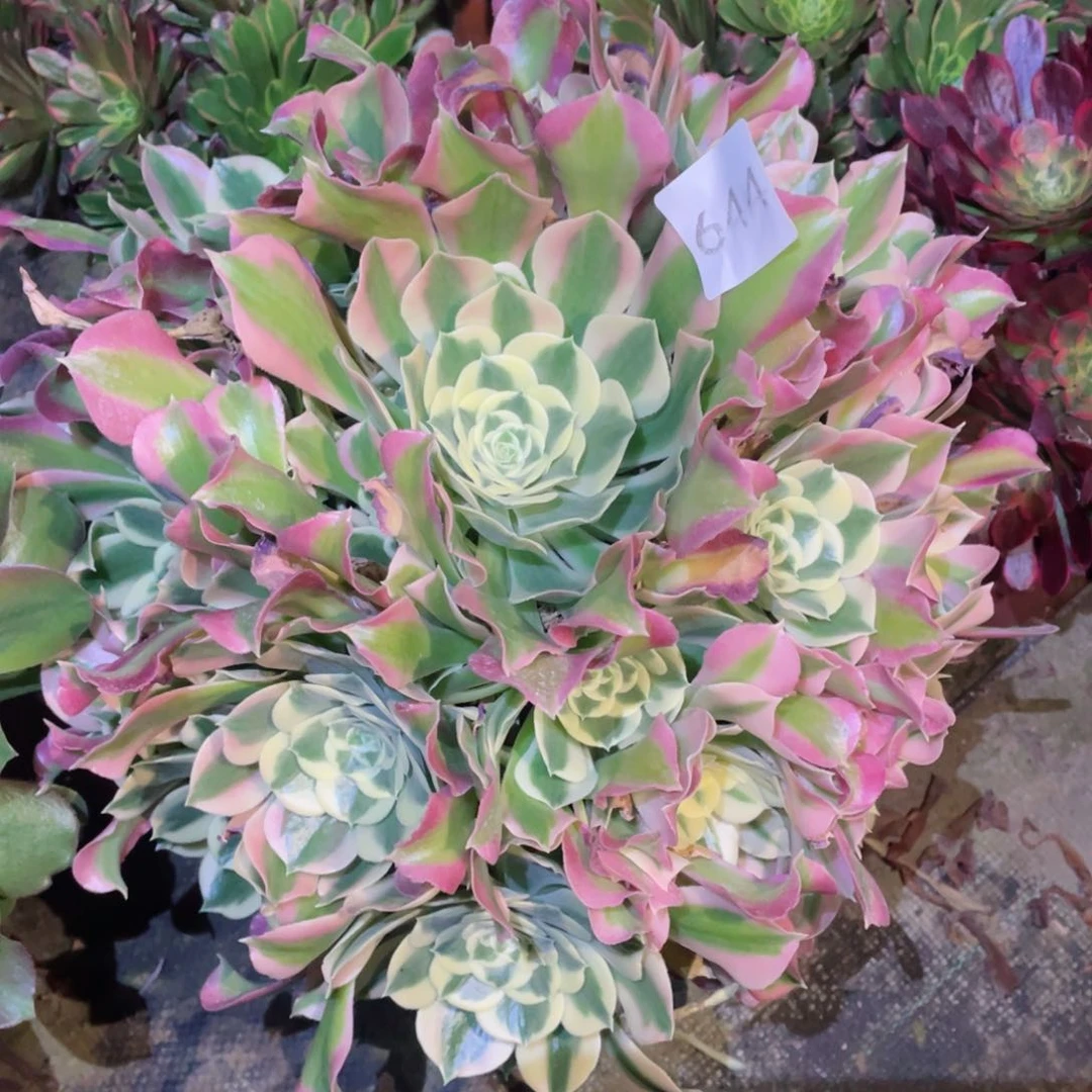 多肉植物白凤644