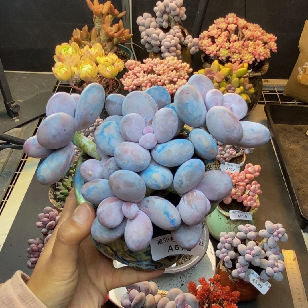 673水光针多肉13c m