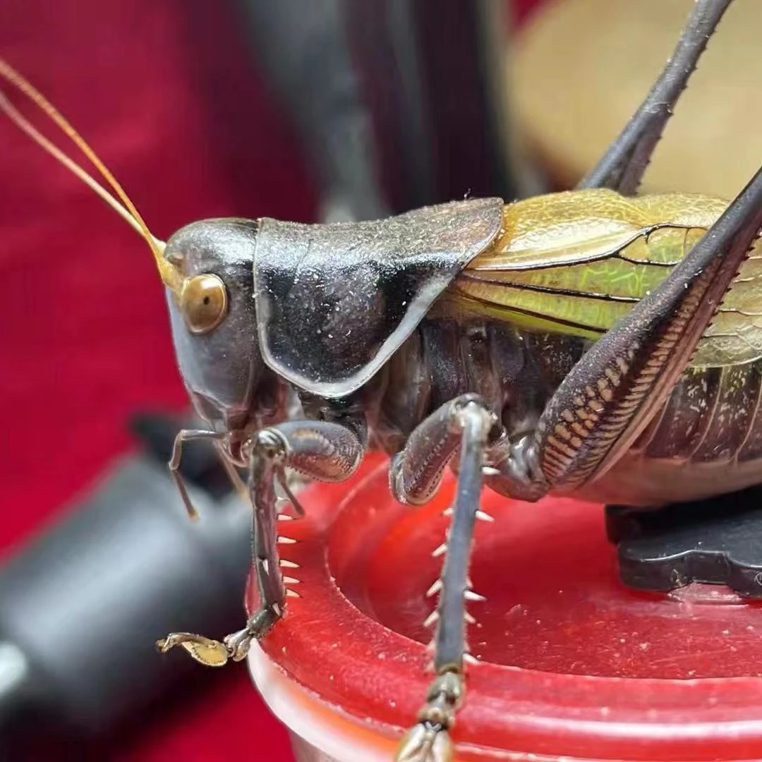 鸣虫活体蝈蝈新拖蝈蝈铁皮蝈蝈出叫好听