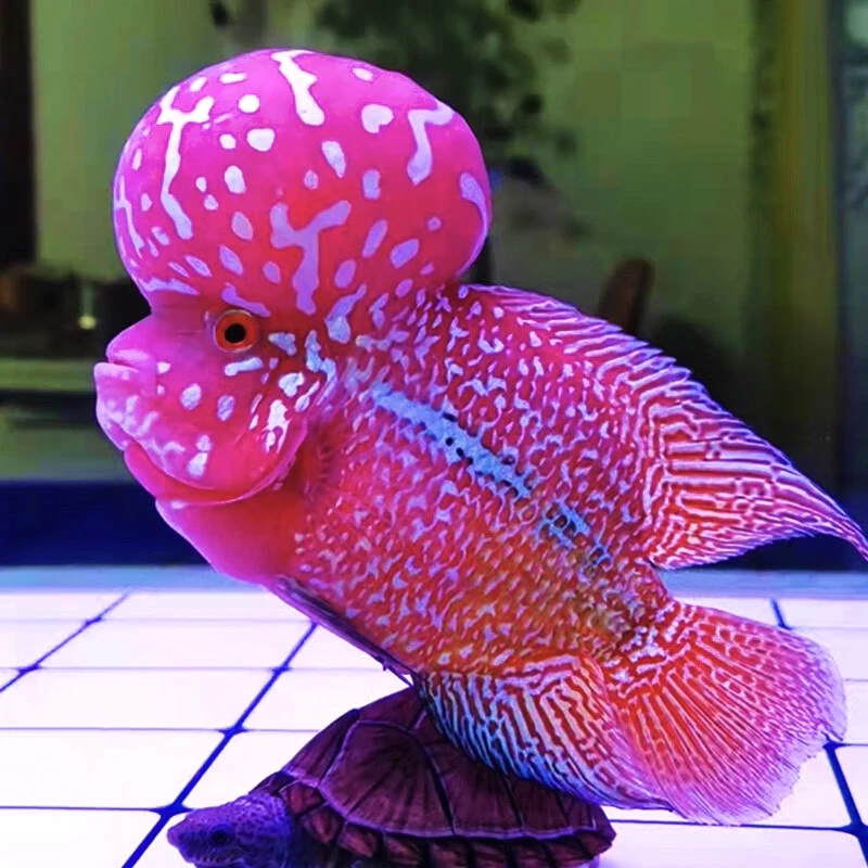 娇姐罗汉鱼鸿运当头金花罗汉鱼活体热带观赏鱼好养耐活渔场发货