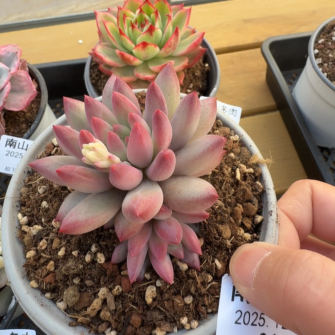 虞美人杂111126-36