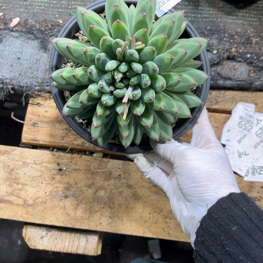 589美人杂叠叶多肉植物……
