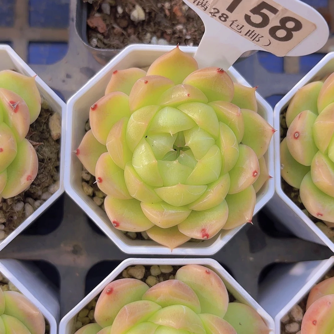 E158珍妮一物一拍