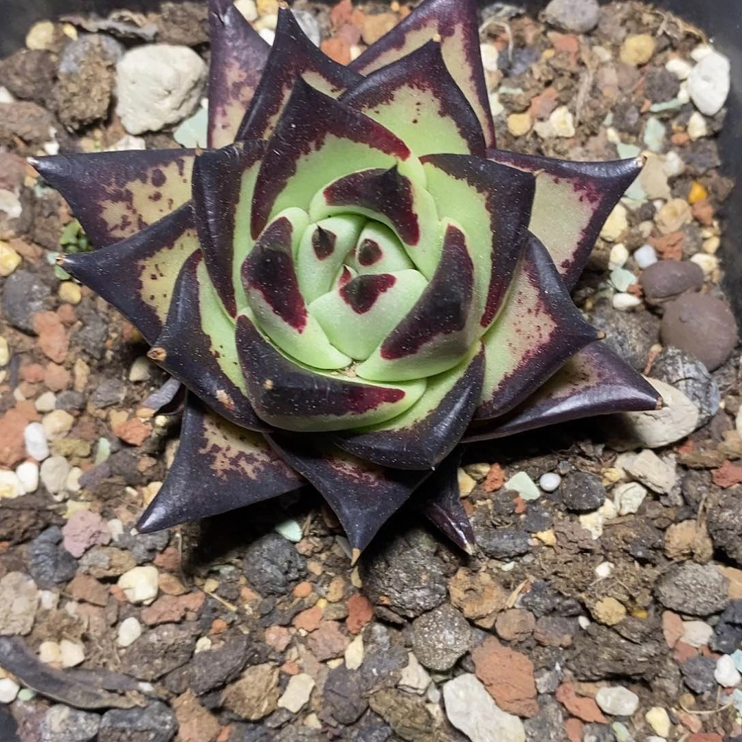 随*多肉植物多肉植物111111