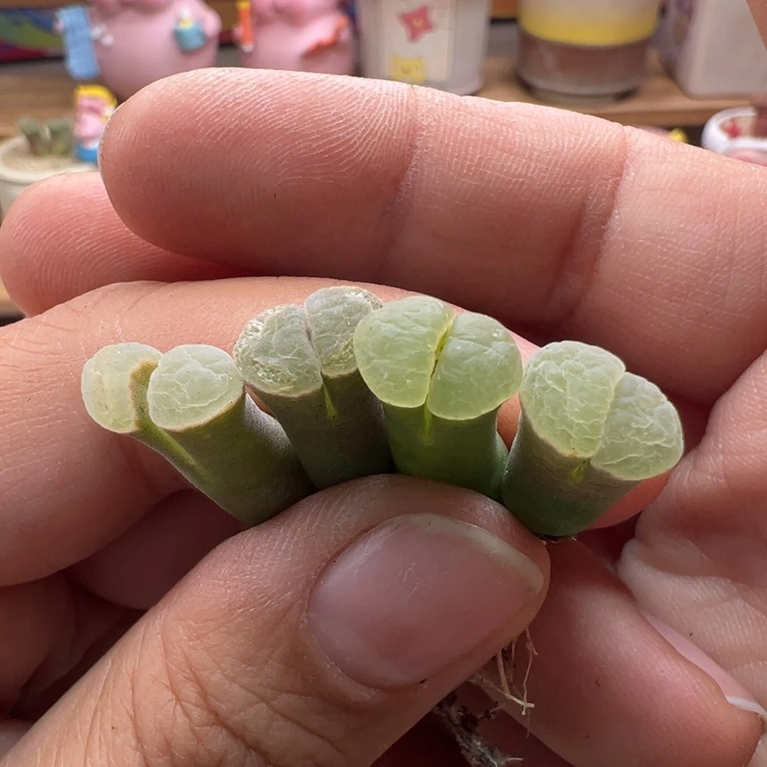 92。1802.6优选翻窗。单颗