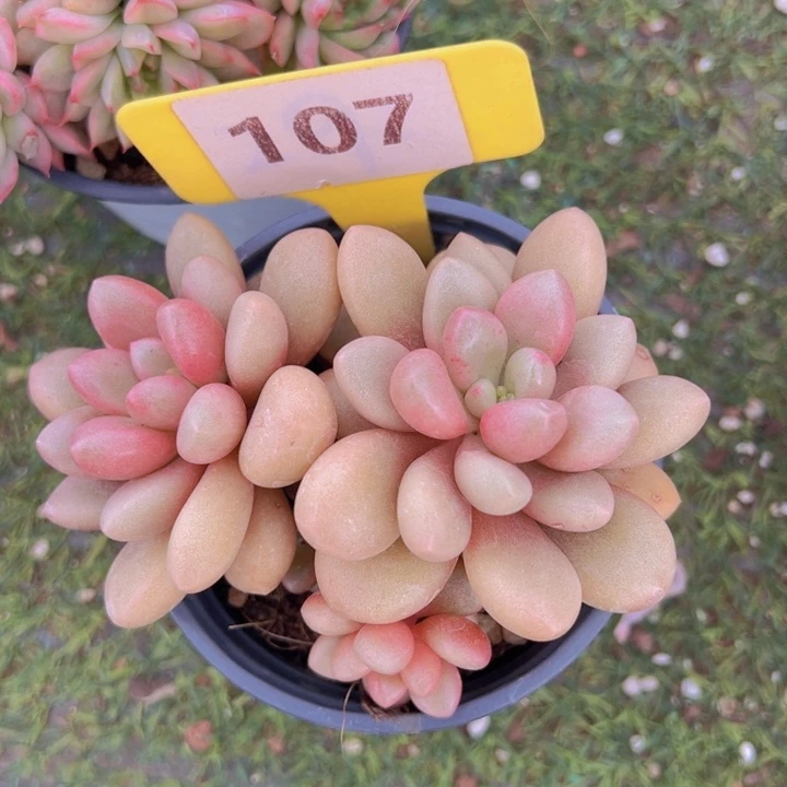 健健康康平平安安