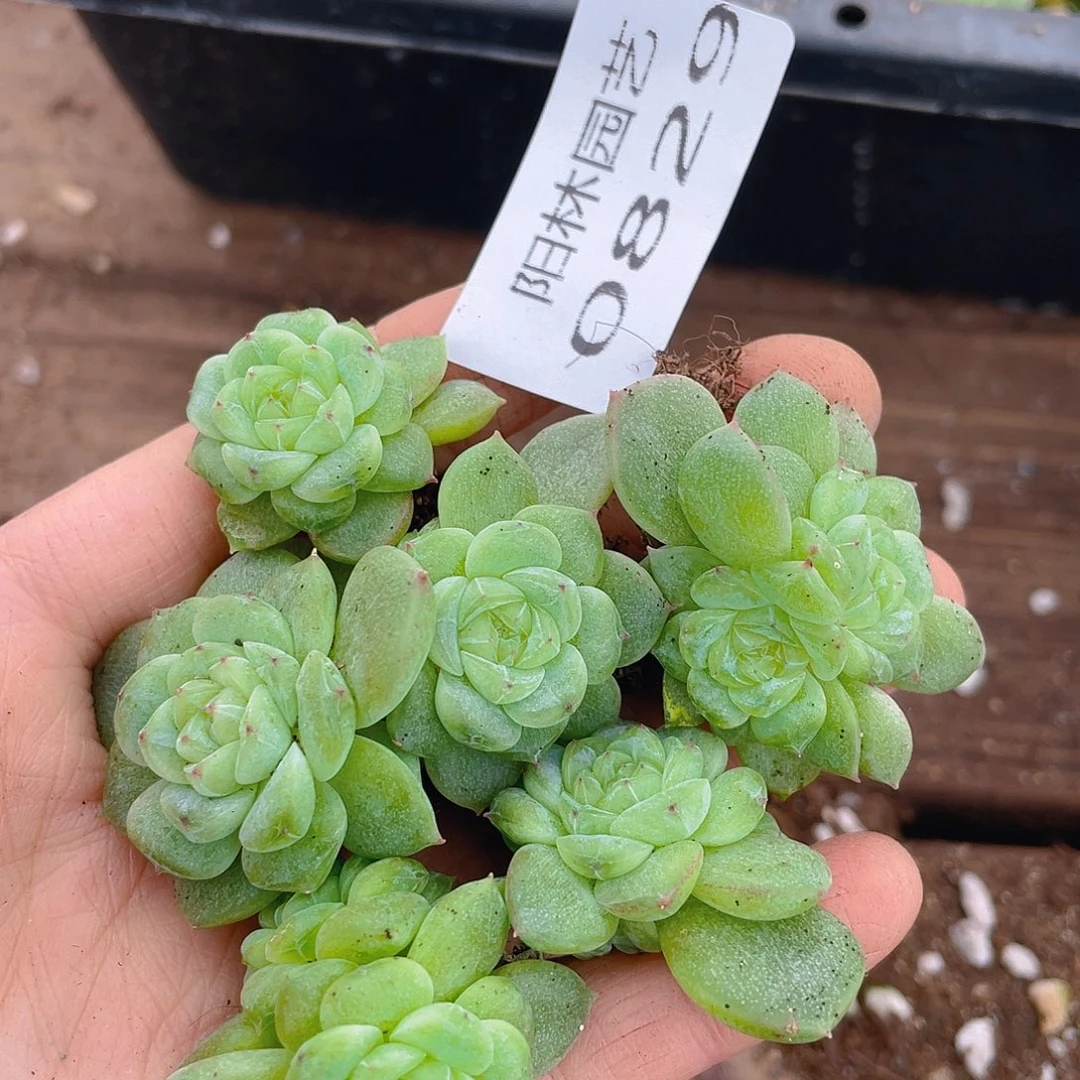 多肉植物多肉植物829