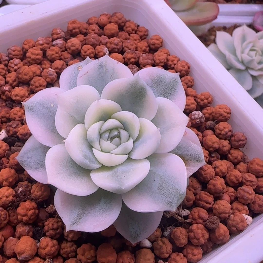 蛋***蛋蛋糕 多肉植物锦 多肉