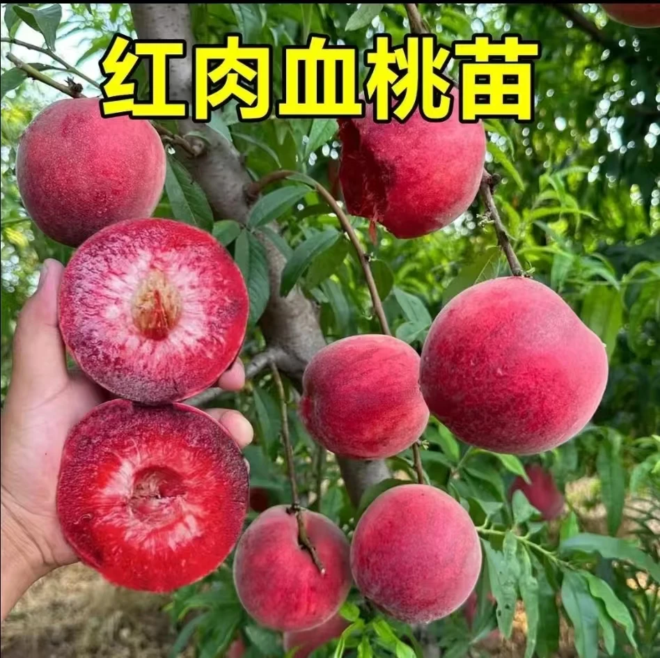 b正宗嫁接血桃树苗盆栽地栽阳台庭院南方北方种植当年结果树苗