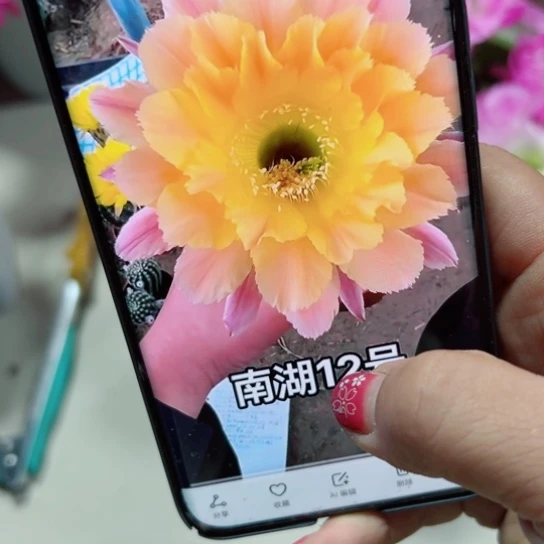 下26彩草南湖12 歪无根侧芽4公分左右20包邮