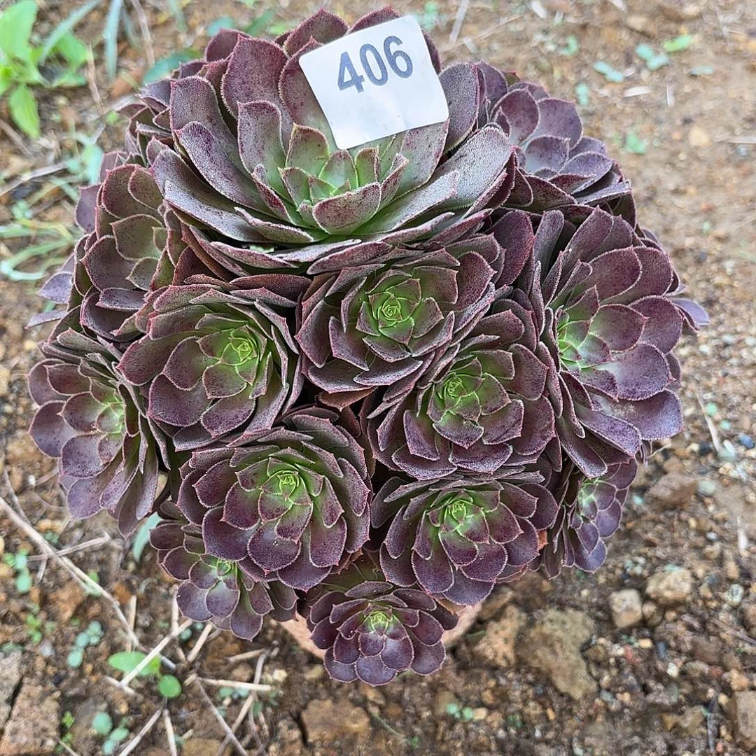 荷兰玫瑰断枝不包406