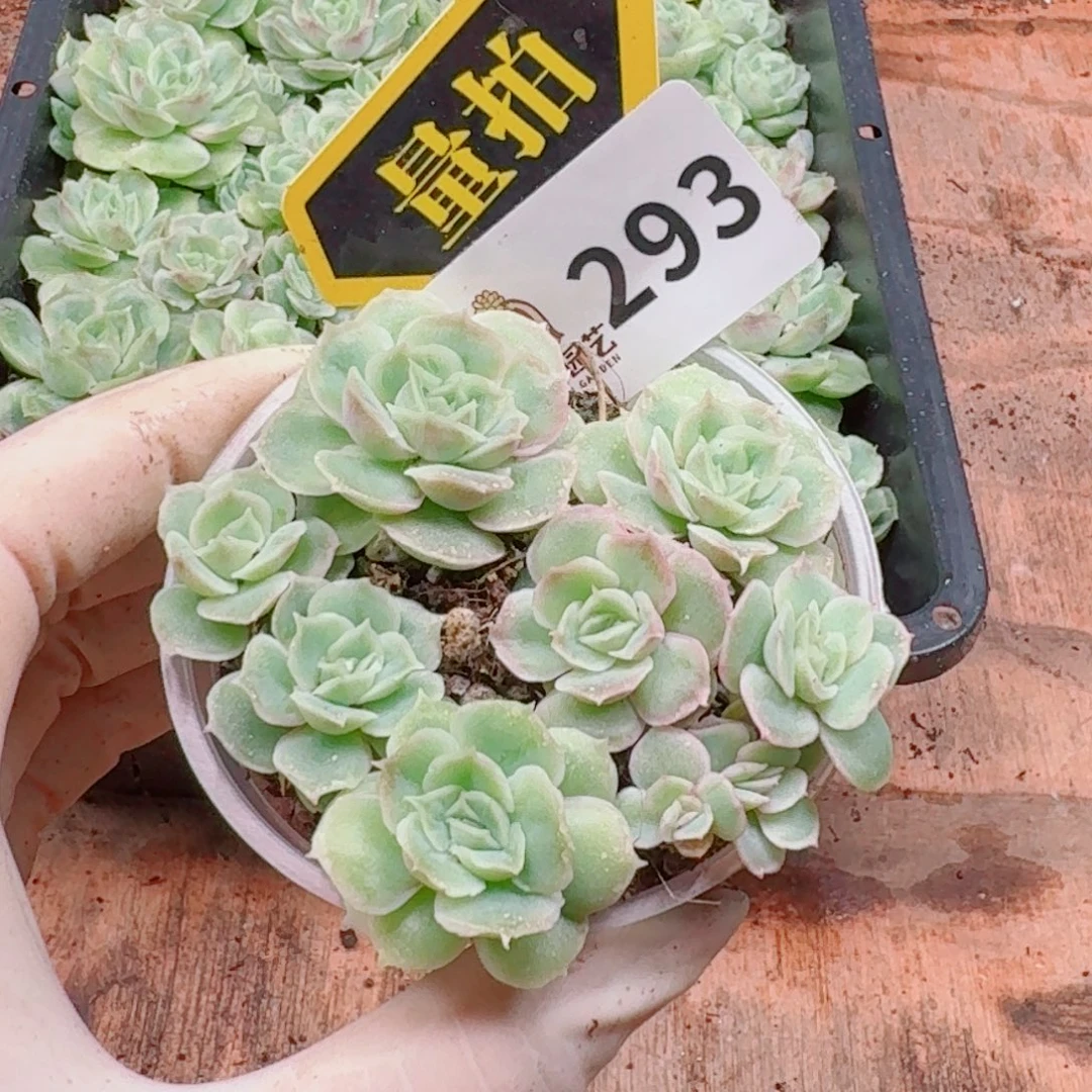 多肉植物多肉植物