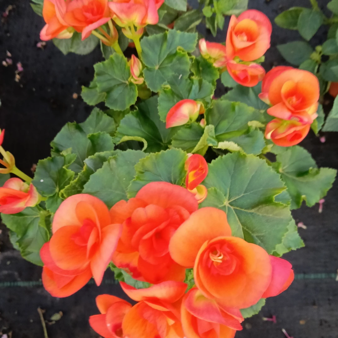 丽格海棠室内盆栽花卉气泡柱发货好养耐阴