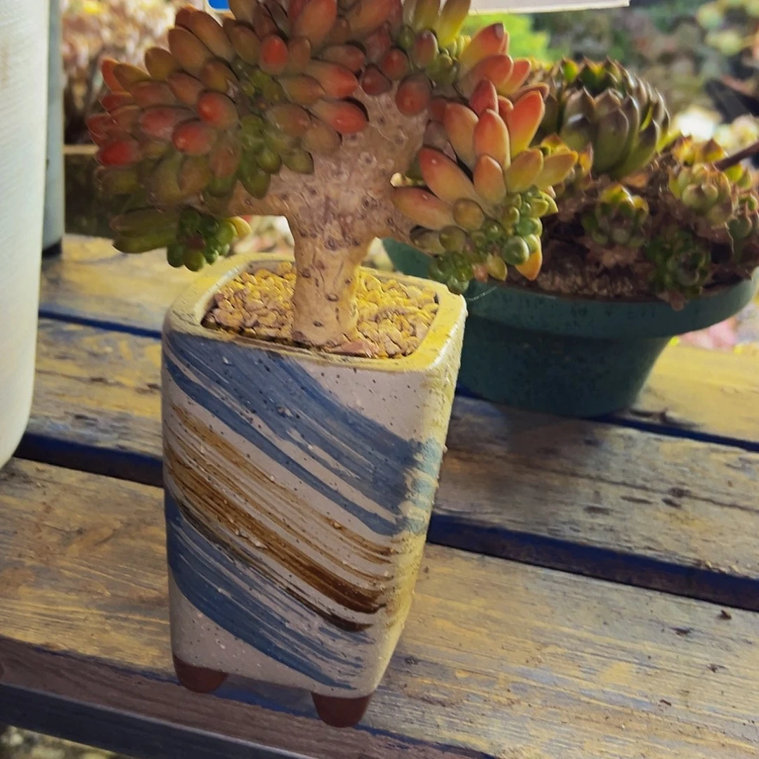 小***～25号一物一拍带盆