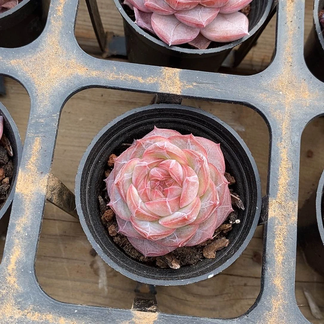 团。冰棱。福利多多