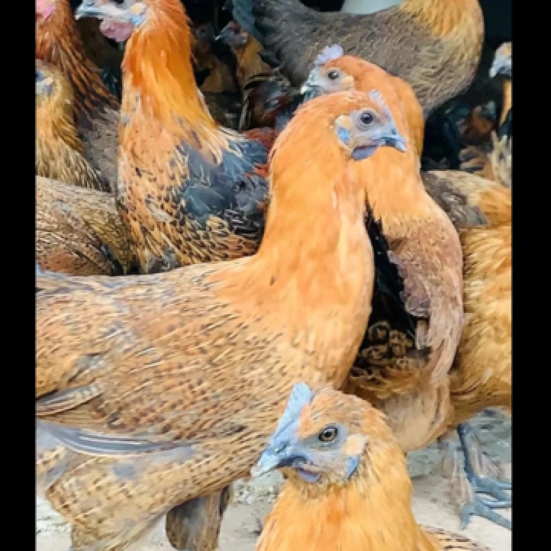 宠物鸡 云南老品种无量山红羽乌骨鸡 高颜值 包邮1.3斤发货