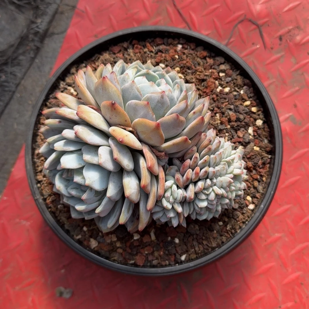 雲*矣15厘米的尺寸一物一拍