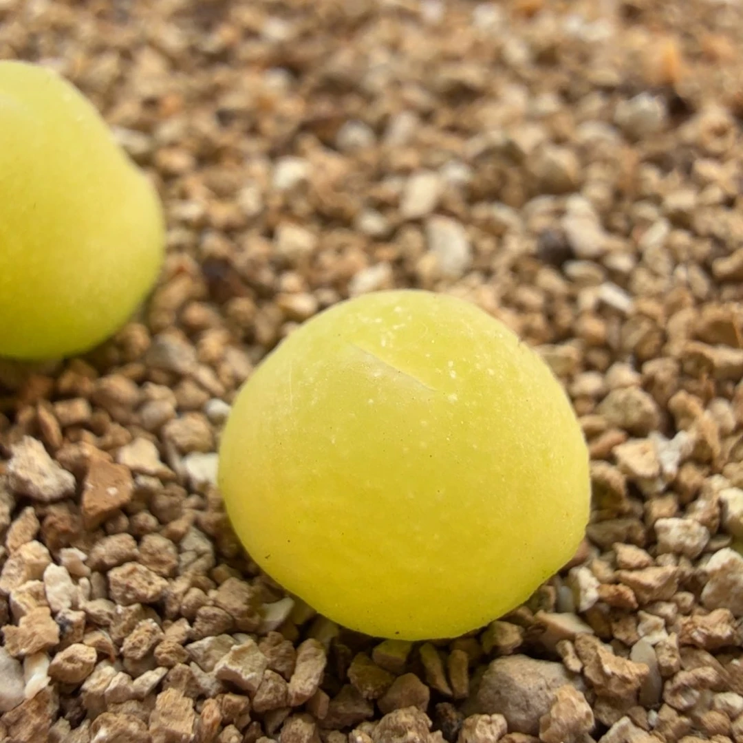 5.9.52/大葫芦/多肉植物