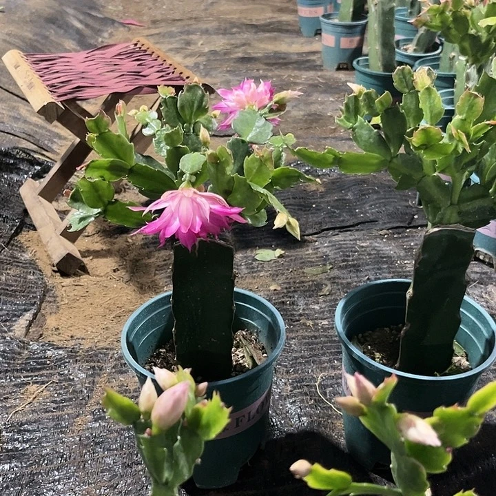 宁***️79号038，111111111111111111111111111